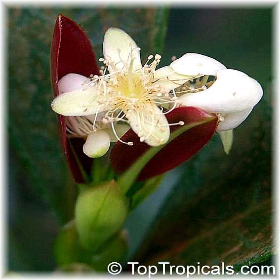 معرفی و راهنمای پرورش درختان میوه - گیلاس برزیلی